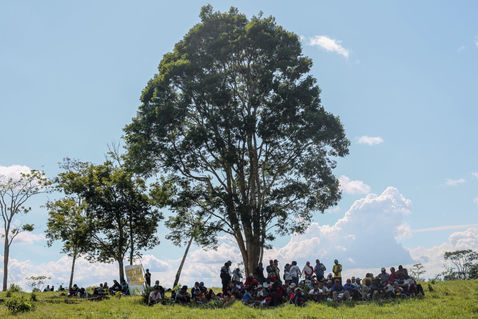 Escena con muchos árboles en tierra firme.