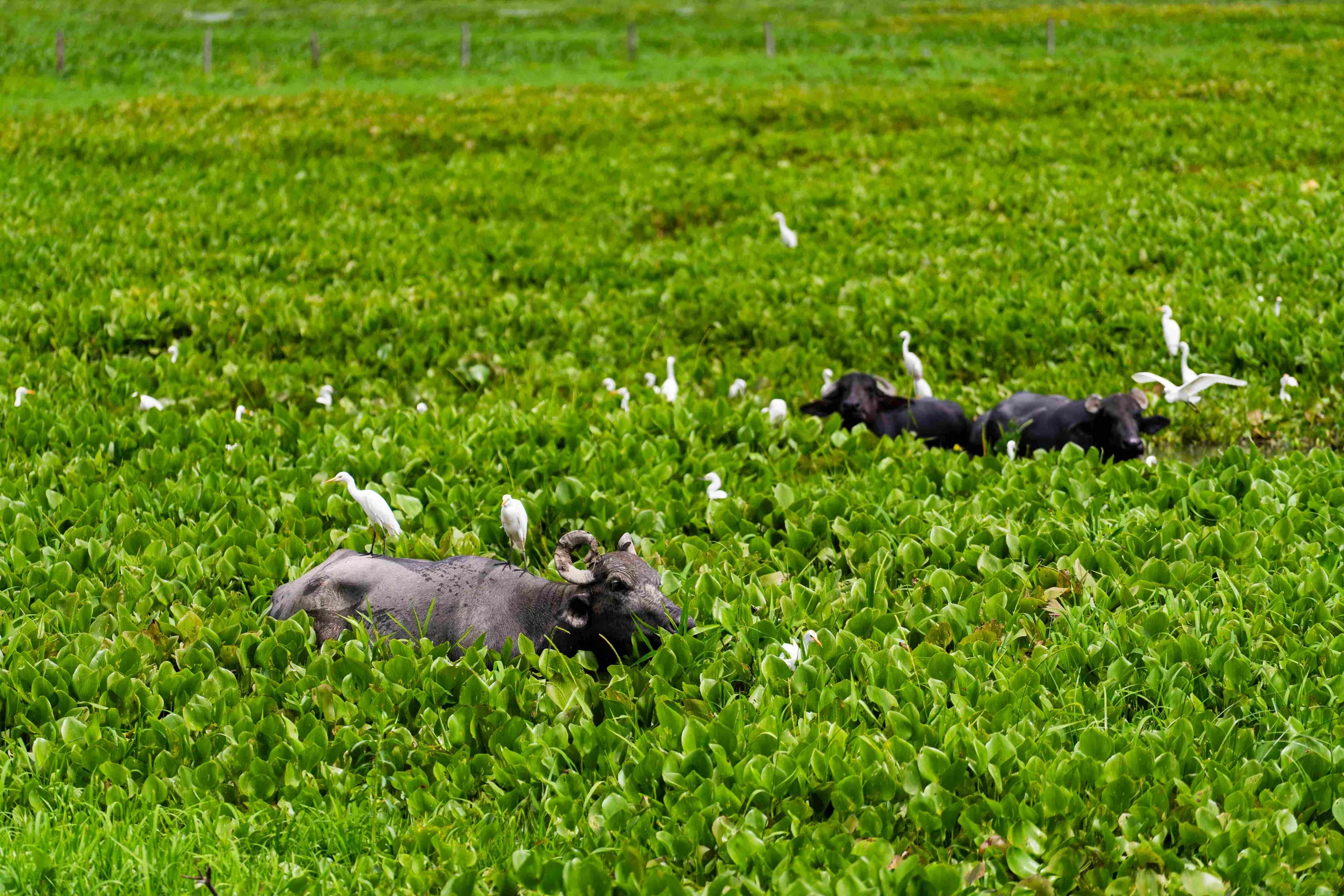 Corpomojana asegura que el aumento de búfalos ha afectado ecosistemas como los zapales (tierras húmedas y pantanosas), generando compactación del suelo, destrucción de la vegetación y la desecación de humedales.