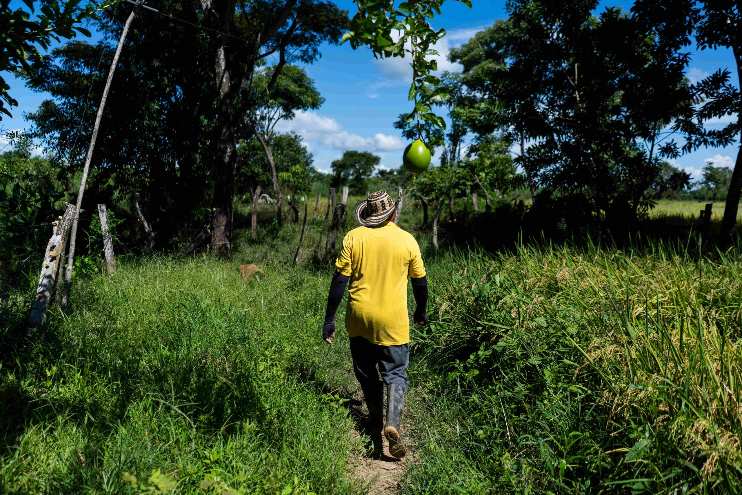 Don Miguel camina por su finca a orillas del río San Jorge. 