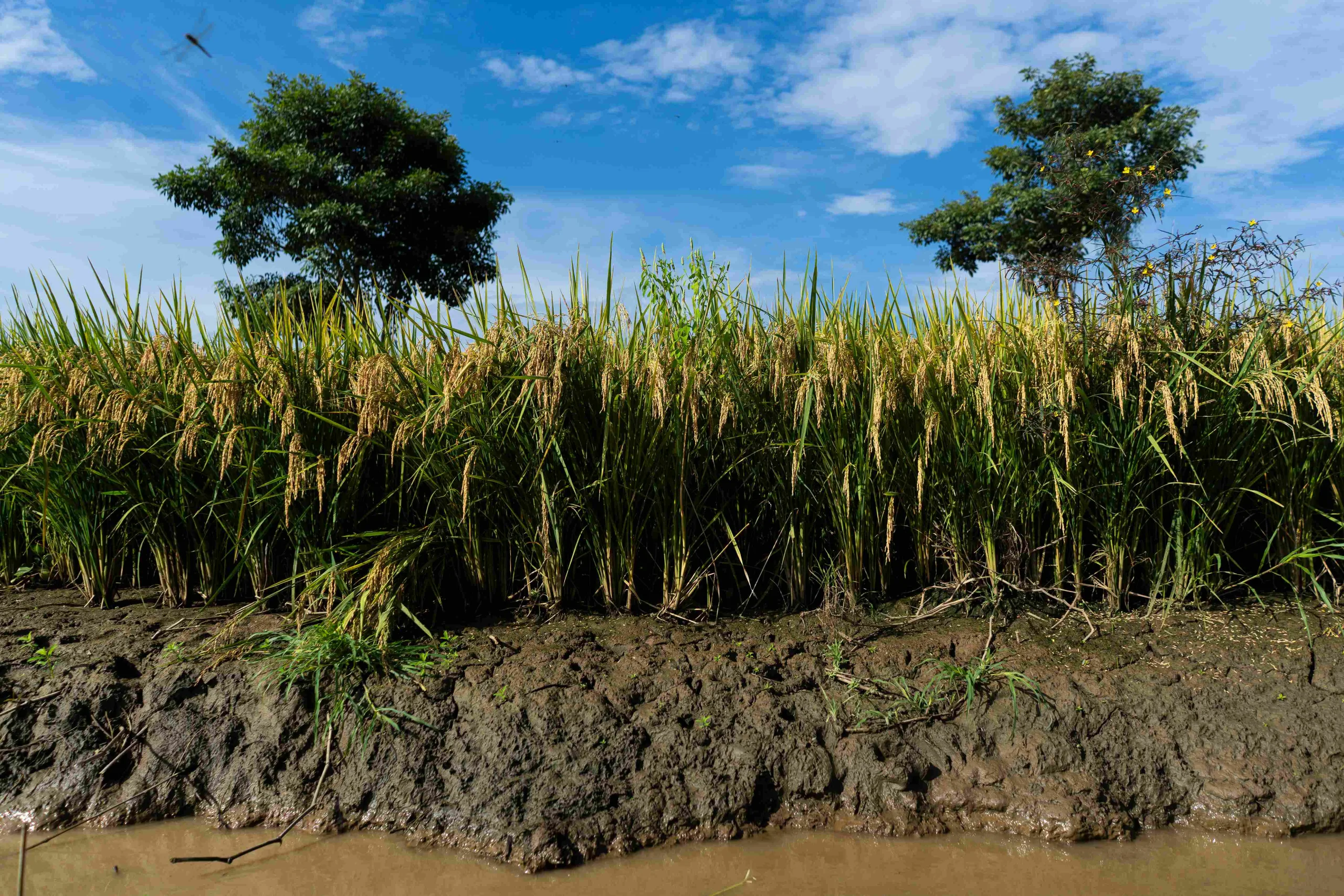 Es un cultivo muy funcional para el invierno, cuando las aguas están altas. En verano, en cambio, se cultivan productos de ciclo corto, como la sandía y el melón.